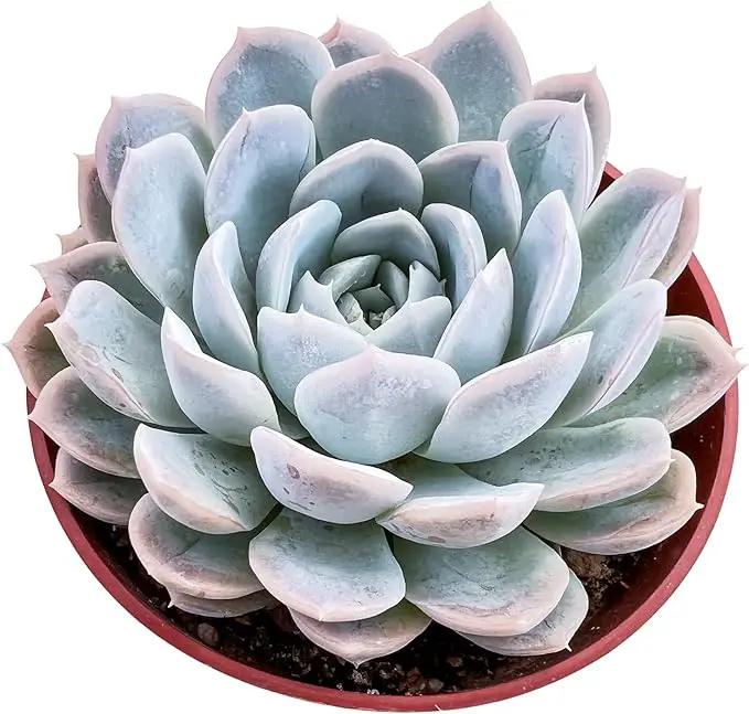 Live Succulent Plants Echeveria 'Snowballes', Easy Care Potted Succulents, Approx 4" D x 4" H, Indoor Houseplant, Unique Gifts, Home Office Décor by GreenHaven Gardens