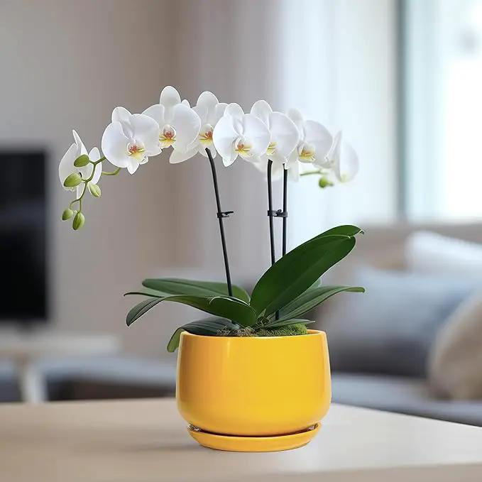 G EPGardening Ceramic Plant Pot - 6 Inch Ceramic Planter with Drainage Hole and Tray, Modern Round Planter, Flower Pot for Indoor Outdoor Plants, Plants Lovers Gifts, House Garden Decor, Yellow by GreenHaven Gardens