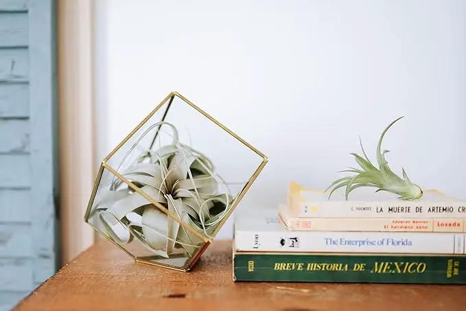 Air Plant Shop 10 Pack Tillandsia Air Plant Grab Bag of Premium Medium & Large Plants- Wholesale and Bulk - Succulents - Live Tillandsia - Easy Care Indoor and Outdoor House Plants by GreenHaven Gardens