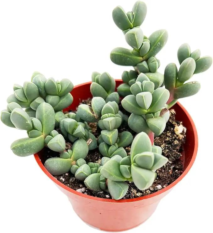 4-inch Succulent Corpuscularia lehmannii, Live Succulents Plants Fully Rooted in Pots with Soil, Easy-Care House Plants for DIY, Home Office Decoration by GreenHaven Gardens