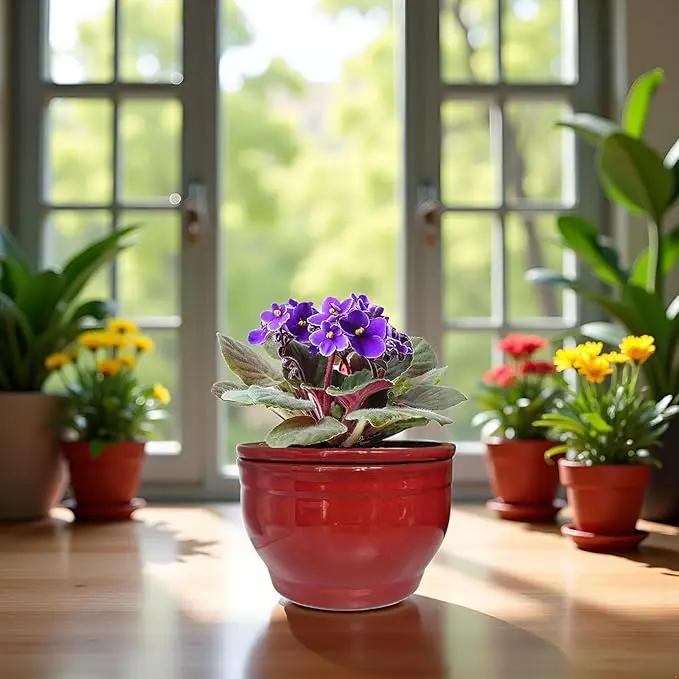 African Violet Pots Self Watering Round Ceramic Violet Pot (red, 6 inch) by GreenHaven Gardens
