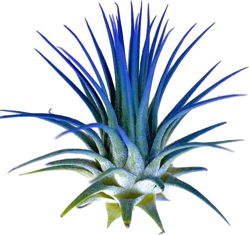 Ionantha Guatemala Tillandsia Air Plant, Guatemala Tillandsia Live Airplant, Healthy Arrival Guaranteed, Great Indoor Plant, Home Decor & Gift (Blue) by GreenHaven Gardens