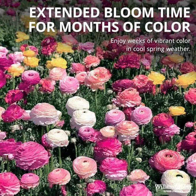25 Pastel Mixed Ranunculus Bulbs for Planting - Buttercup Color Mix Value Bag - Plant in Gardens, Borders & Flowerbeds - Easy to Grow Fall Flowers Bulbs by Willard & May by GreenHaven Gardens