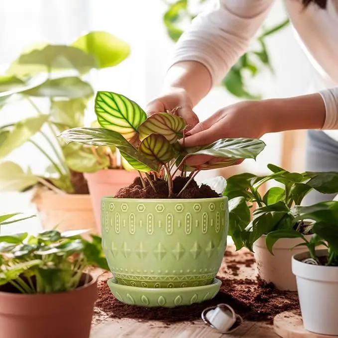 G EPGardening Ceramic Planter 5.5 Inch - Boho Plant Pot Indoor with Drainage Hole and Saucer, Round Flower Succulent Pot for Plants, Plant Lovers Gifts, Garden Office House Decor, Green by GreenHaven Gardens