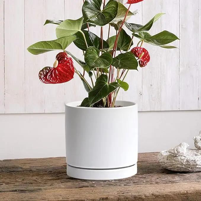 2 Pack Ceramic Plant Saucer Pot Tray 6 Inch, Planter Saucers 4 5 6 7 8 9 10 11 12 13 Inch for Indoors Outdoor, Durable Sturdy Flower Drainage drip Water Tray for Glazed Pots Base (6.4 Inch-White) by GreenHaven Gardens
