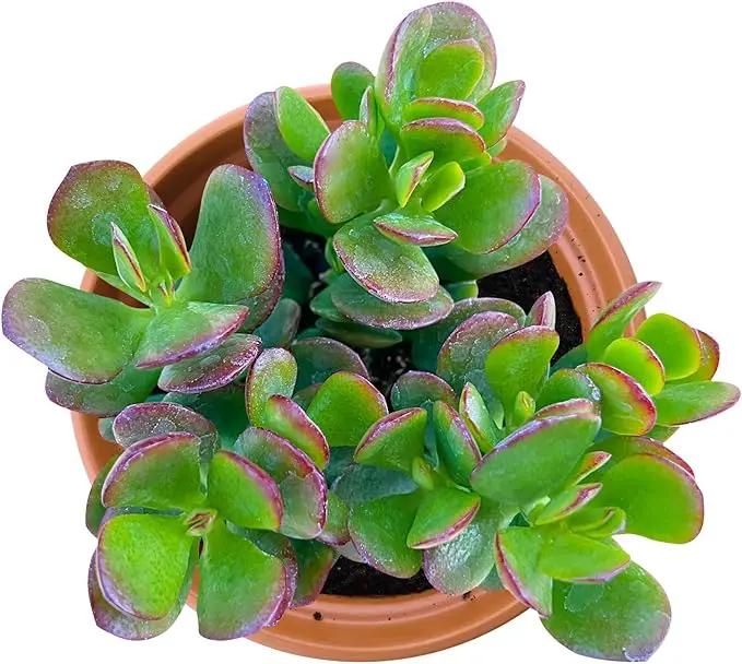 Live Succulents Dwarf Jade (4-inch), Succulent Plants Fully Rooted in Pots with Soil, Easy-Care House Plant for DIY, Home Office Decor, Wedding Party Favor by GreenHaven Gardens