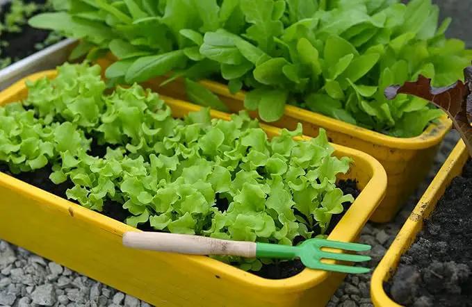 Premium Potting Soil Blend for Lettuce Iceberg - The Ultimate Mix for Healthy, Vibrant, and Crisp Lettuce - 2 Quart by GreenHaven Gardens
