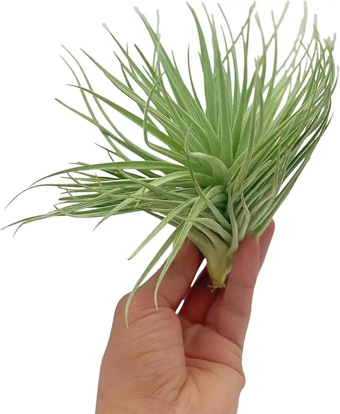 Air Plants - Flowering Tillandsia Rose BAER, Large 5" - 1ct - Live Arrival Guaranteed - House Plants for Home Decor & Gift by GreenHaven Gardens