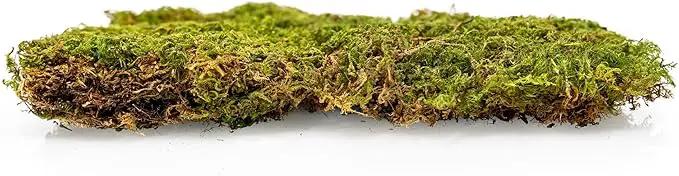 Preserved Sheet Moss in Natural Green | Decorative Real Natural Green DIY Kit Terrariums Gardenning Art Wall Decor Florist Decor Easter Table Decor Wedding - 5 Quart by GreenHaven Gardens