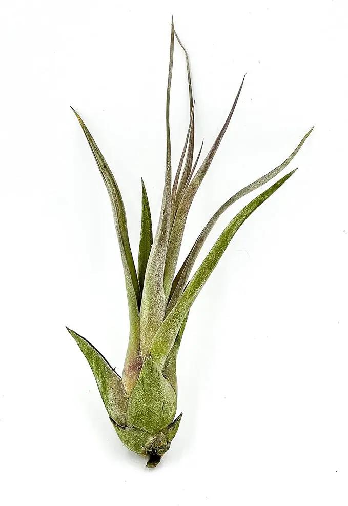 Live Air Plant – Tillandsia Capiput, Jumbo 6-9” - 1ct - Live Arrival Guaranteed - House Plants for Home Decor & Gift by GreenHaven Gardens