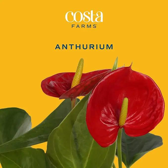 Costa Farms Anthurium Plant, Live Indoor Houseplant with Red Flowers, Easy Grow Flowering House Plant in Cute Décor Pot, Birthday, Housewarming, Get Well Soon, Home, Room, Office Décor, 12-Inches Tall by GreenHaven Gardens