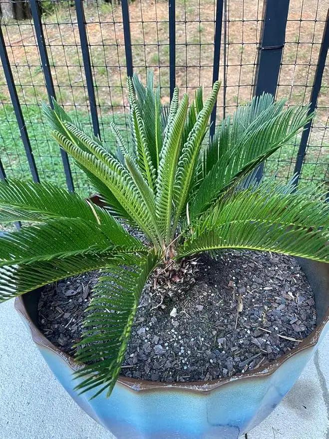 SOGO Palm Potting Mix - Promote Strong Roots and Captivating Elegance with Our Premium Blend - 4 Quart by GreenHaven Gardens