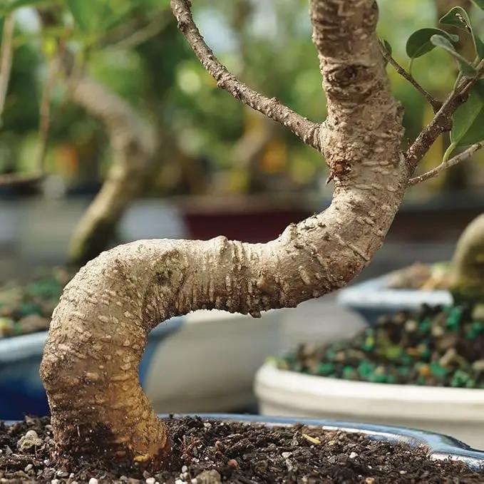 Brussel's Bonsai Live Golden Gate Ficus Indoor Bonsai Tree - Small, 4 Years Old, 5 to 8 In - Live Bonsai Tree in Ceramic Bonsai Pot with Humidity Tray by GreenHaven Gardens