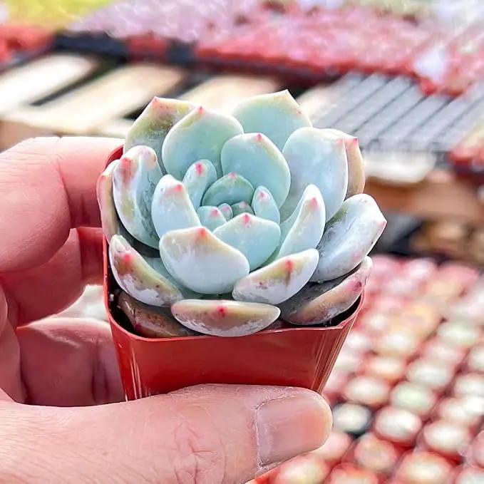 Live Succulent Graptoveria 'Orange Sorbetess', Approx 2-inch Large, Potted Succulents, Fully Rooted, Easy Care House Plants by GreenHaven Gardens