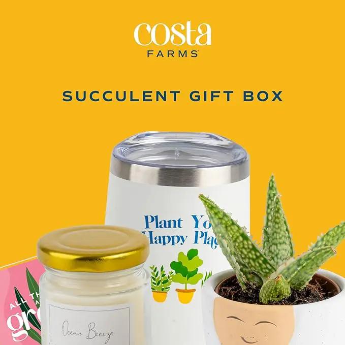 Costa Farms Live Plant Gift Box, Succulent Live Indoor Houseplant, Perfect Birthday and Holiday Gift, Includes Mini Succulent, Insulated Tumbler, Soy Candle, Collectible Sticker, Cute Room Decor by GreenHaven Gardens