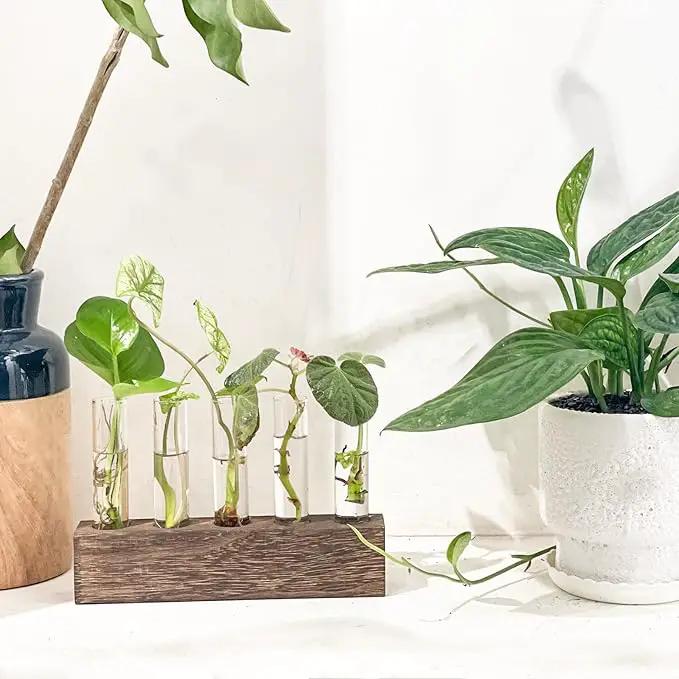 KAXYEW Desktop Glass Plant Propagation Station Test Tube Plant Terrarium in Wooden Stand for Hydroponic Plants Cutting Office Home Decoration Gift for Women (5 Test Tubes-BR) by GreenHaven Gardens