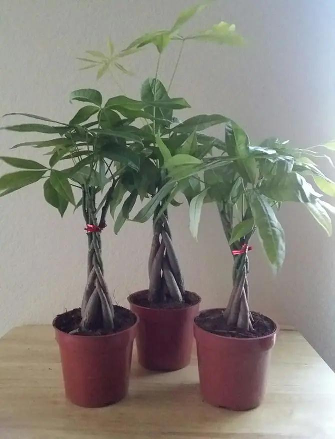 LOUSBONSAINUSERY BRAIDED MONEY TREE by GreenHaven Gardens