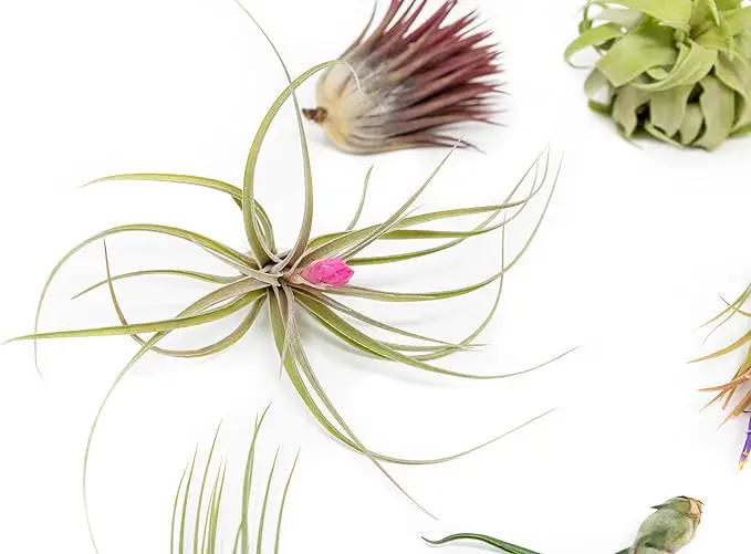 6 Grab Bag Pack Small & Medium Air Plants - Fertilizer Packet - Wholesale - Bulk - Live Tillandsia - Easy Care House Plant - Succulents by GreenHaven Gardens
