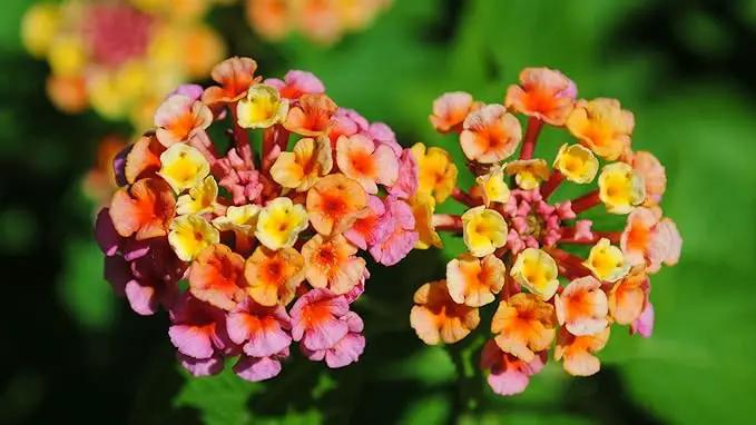 Lantana Confetti | 3 Live Plants | Lantana Camara | Colorful Garden Shrub | Drought Tolerant Perennial Plants by GreenHaven Gardens