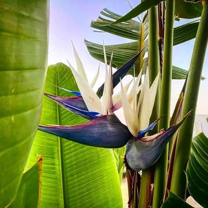 Bird of Paradise - White + Orange - Strelitzia. (2 White + 2 Orange BoP Cups) by GreenHaven Gardens