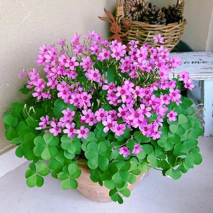 24 Pack Iron Cross Shamrock Plant Bulbs, Live Oxalis Bulbs for Indoor Outdoor Gardens, Year-Round Perennial Lucky Shamrock Plants Live in Pots Home Decor by GreenHaven Gardens