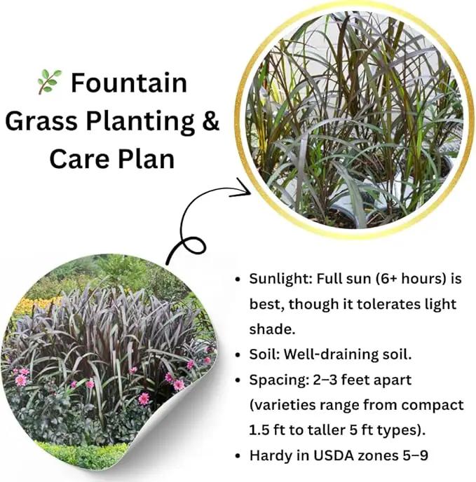 Pack 3 Fountain Grass Plants Live, 5-9 Inch Tall, Ornamental Grasses Live Plants Perennial, Well-Rooted Perennial Grass Clumps (Black Fountain Grass) by GreenHaven Gardens