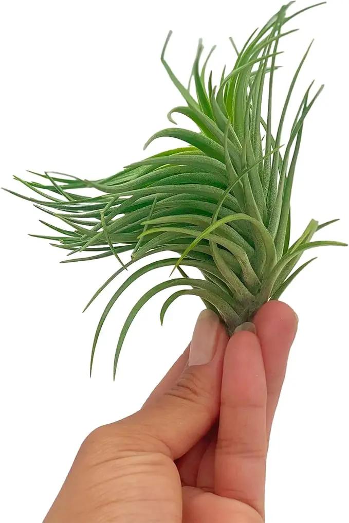 Air Plants - Flowering Tillandsia Pink Paske Large 5" - 5ct - Live Arrival Guaranteed - House Plants for Home Decor & Gift by GreenHaven Gardens