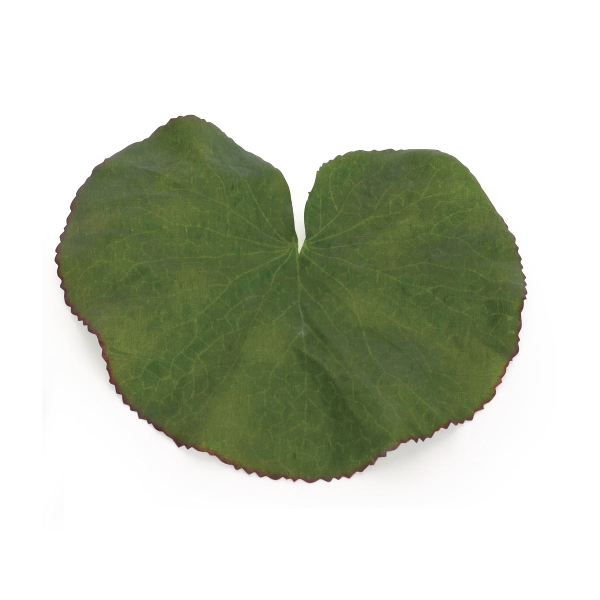 Assorted Bag of Leaves Filler (Set of 12), photo 2 of 4
