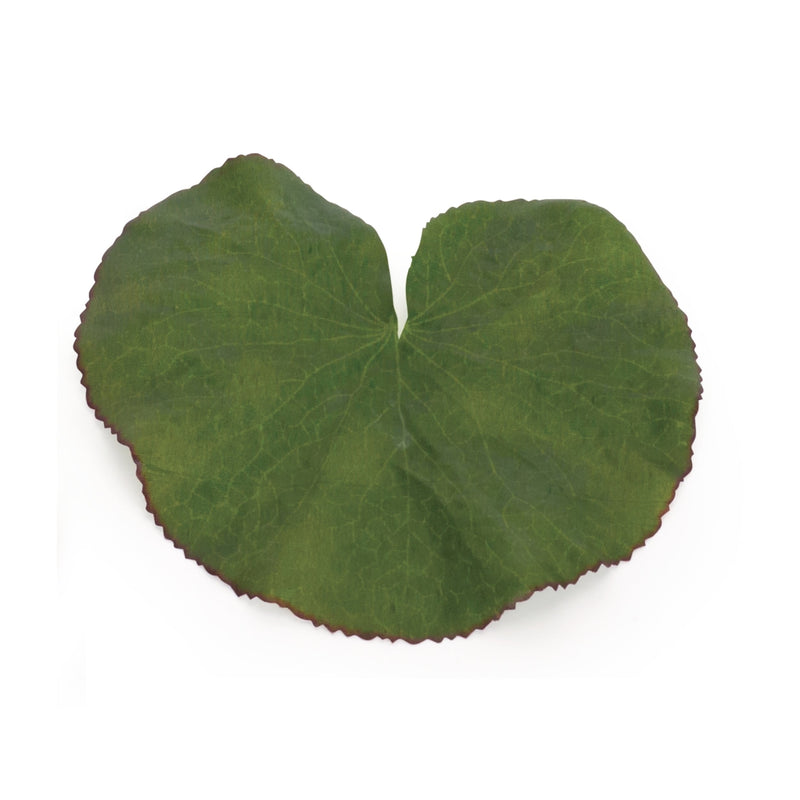 Assorted Bag of Leaves Filler (Set of 12), photo 2 of 4