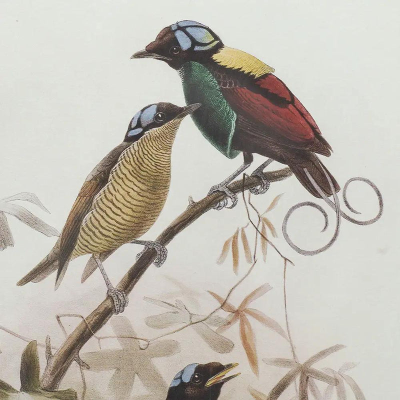 Bird Framed Print (Set of 2) - Multicolor by HouseOfZazla