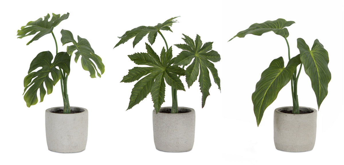 Assorted Foliage Plant in Grey Pot (Set of 6), photo 2 of 2