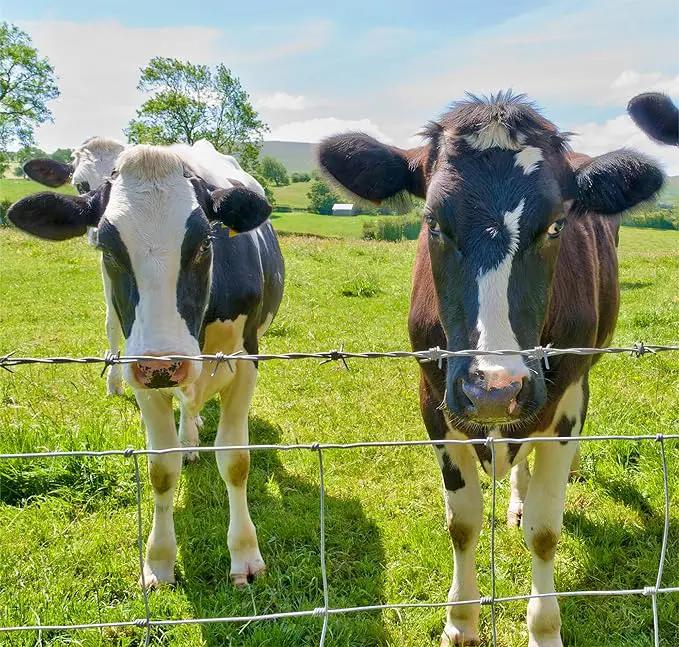 Farm Fence - 3ft x 164ft Heavy Zinc Coated Cattle Fence by HouseOfZazla