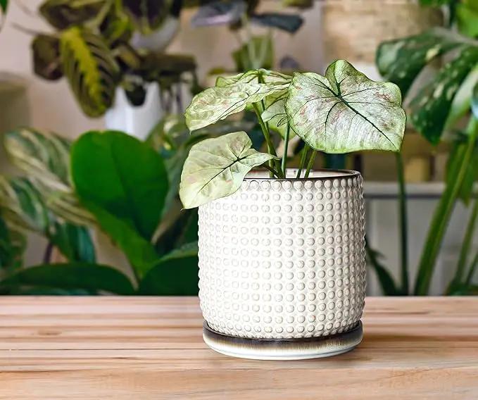 D'vine Dev 6 Inch Ceramic Beaded Stoneware Planter Pot - Flower Pot with Drainage Holes and Saucers for Indoor Succulent Plants or Flowers, Smoked White, 27-C-X-1 by GreenHaven Gardens