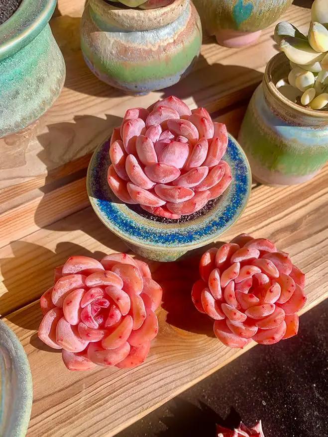 FWPP Live Succulents Plants Echeveria Snow Angel 2.5 inches,Rare red Succulents Bare Root Without Pot Soil, Live Plants Indoor Office Decoration Wedding and Gift by GreenHaven Gardens