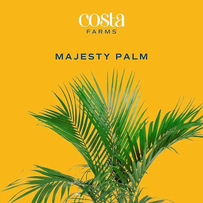 Costa Farms Majesty Palm Live Plant, Indoor and Outdoor Palm Tree, Potted in Plant Pot and Soil, Tropical Floor Houseplant, Housewarming, Patio, Balcony, Office, Home, and Room Decor, 3-4 Feet Tall by GreenHaven Gardens