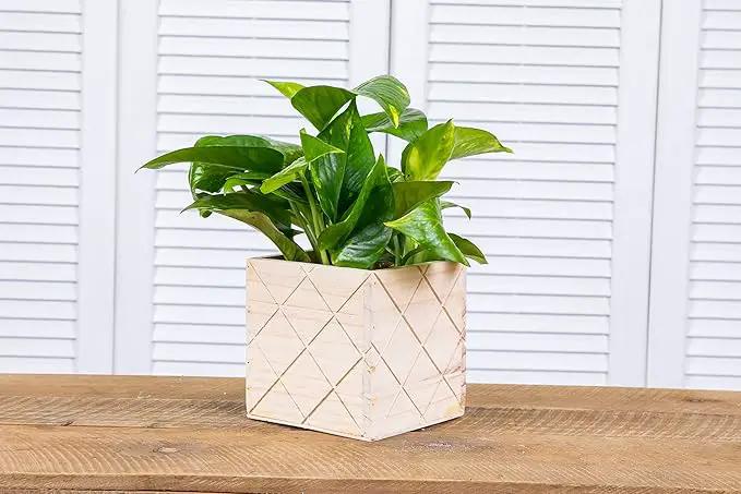Wood Planter Box with Diamond Cross Hatch Style, 5 Inch Square, Rose Wood, Plastic Liner, Wedding Flowers Holder, Home and Venue Decor (5x5 Diamond Cross Hatch Set of 4, Rose Wood) by GreenHaven Gardens