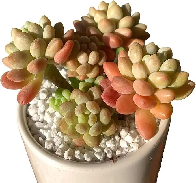 Sedum Caviar Rare Live Succulent Plants, Pink Cluster 3 Live Plant, Package Without Pot Soil, Garden Indoor Office Desk, Wedding Party Baby Shower Decoration, Friend Plant Lovers Gifts by GreenHaven Gardens