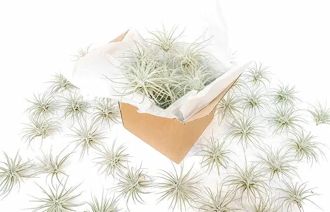 Air Plant Shop 25 Pack Rare Tectorum Ecuador Air Plants - Unique, Bright White, Nursery-Grown Tillandsia House Plant with Fuzzy Trichomes for Terrariums, Driftwood & Living Walls - Wholesale by GreenHaven Gardens