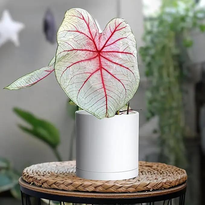 D'vine Dev 2 Pack 5.5 Inch Modern Plastic Plant Pots, Small Garden Planters for Plant with Drainage Holes and Saucers, White Color, 74-Z-H-1 by GreenHaven Gardens