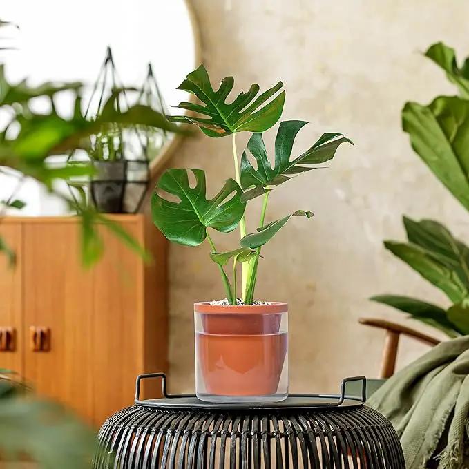 D'vine Dev 6 Inch Design Self Watering Pot for Indoor Plants, Terracotta Planter with Cylinder Glass Cup, Set of 1, 37-X-B-1 by GreenHaven Gardens