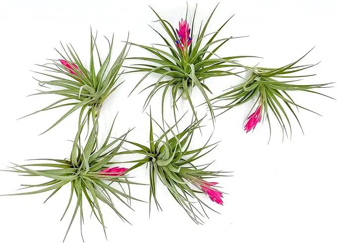 Air Plants - Flowering Tillandsia Stricta Large 5" - 5ct - Live Arrival Guaranteed - House Plants for Home Decor & Gift by GreenHaven Gardens