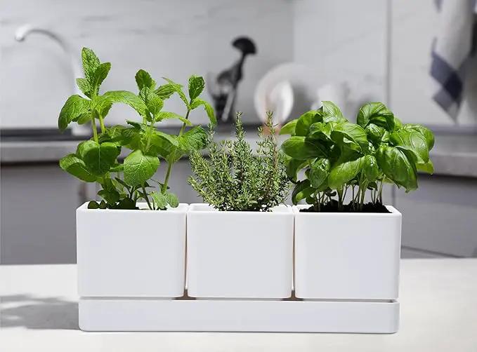 D'vine Dev Herb Garden Planter Set, Plastic Plant Pots with Drainage and Saucer, Indoor Succulent Cactus Vegetable Pot for Windowsill, Garden Balcony, White, Set of 1, 76-V-A-1 by GreenHaven Gardens