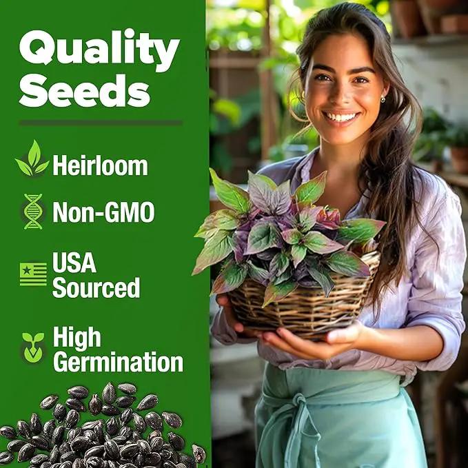 HOME GROWN Thai Basil Seeds Pack - 876 High Germination 𝗡𝗢𝗡-𝗚𝗠𝗢 𝗨𝗦𝗔 Heirloom Herb Seeds for Planting,Ideal for Growing Fresh Basil Planting Indoor or Outdoor(Ocimum basilicum var.thyrsiflora) by GreenHaven Gardens
