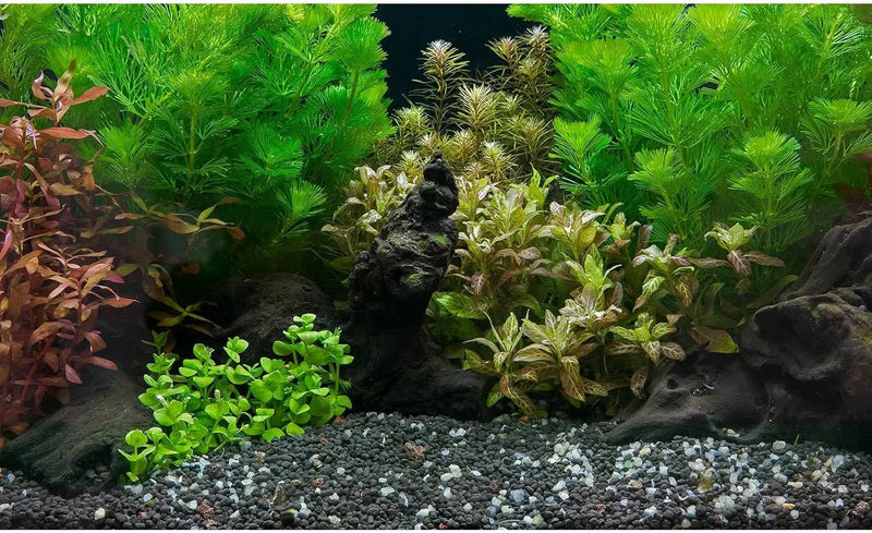 Aquarium Background Exquisite Underwater Grass Leaves with Pebbles Aquarium Backdrop Vivid Green Aquatic Plant Stone with Dead Woods and Fresh Leaves Fish Tank Wallpaper 48x18in by GreenHaven Gardens