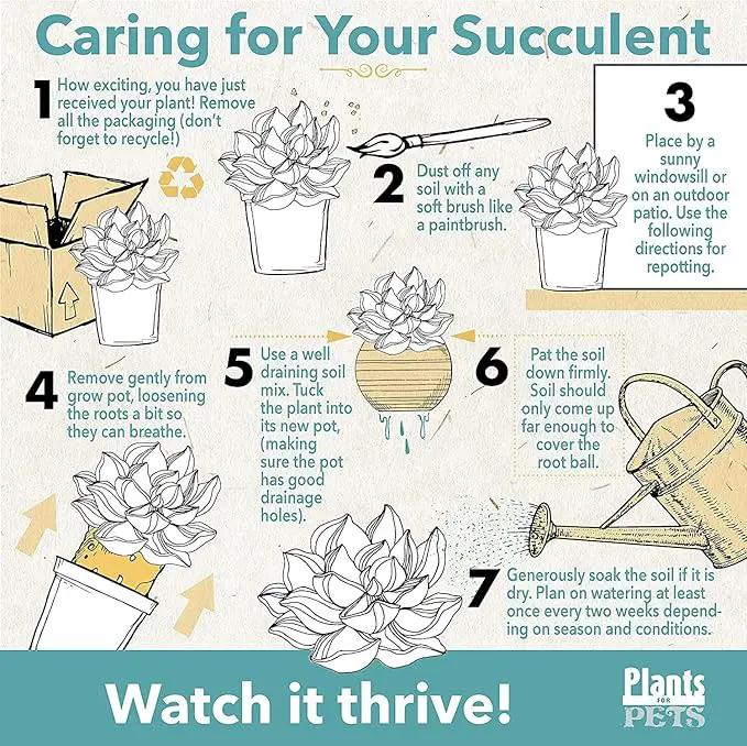 Succulents Plants Live (20PK) Potted Succulent Plants Live House Plants, Cactus Plants Live Plants Indoor Plants Live Houseplants, Indoor Plant Succulents Live Plant House Plant by Plants for Pets by GreenHaven Gardens