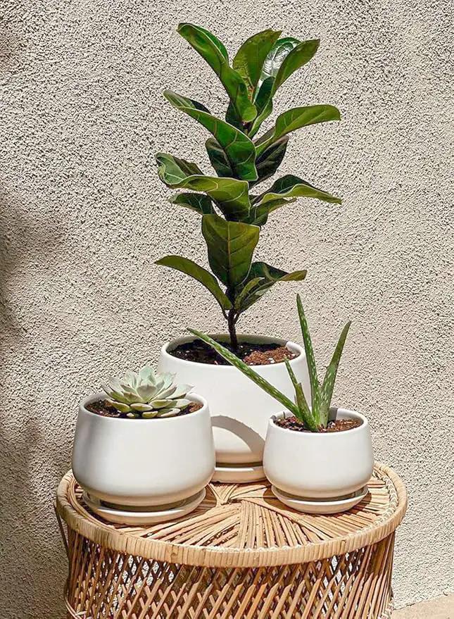 LE TAUCI Ceramic Plant Pots, 4.1+5.1+6.5 inch, Set of 3, Planters with Drainage Hole and Saucer, Indoor Flower Pot with Hole Mesh Pad, Gifts for Mom, White by GreenHaven Gardens