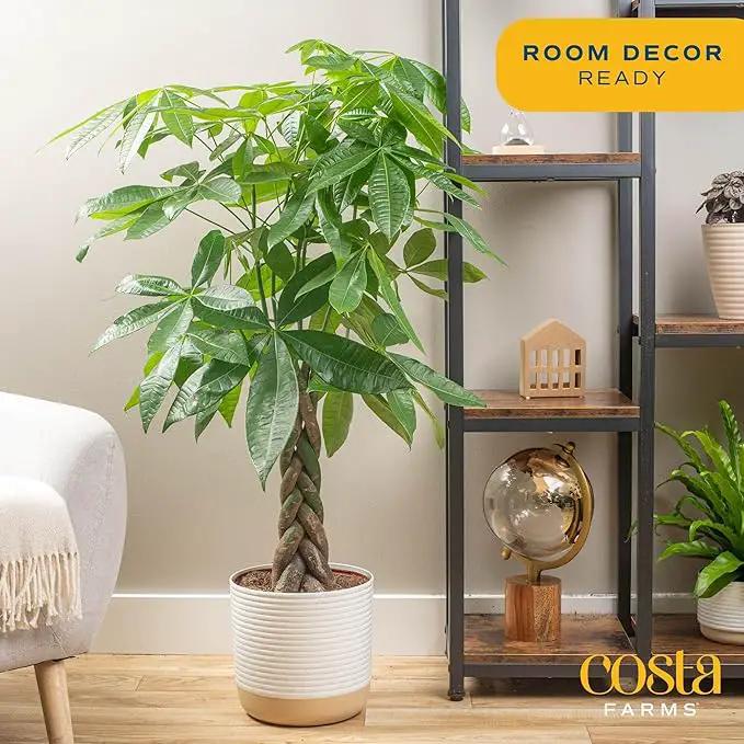 Costa Farms Money Tree Live Plant, Easy to Grow Houseplant Potted in Indoor Garden Pot, Pachira Bonsai in Potting Soil, Gift for Birthday, Housewarming, Thank You, Office and Home Decor, 3-4 Feet Tall by GreenHaven Gardens