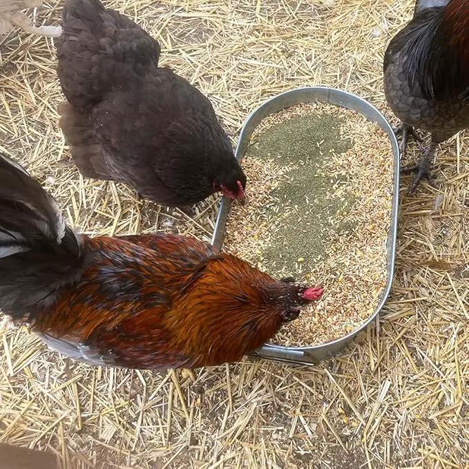 Organic Kelp for Chickens & Duck Feed (1 Pound): Chicken Vitamins | Chicken Supplements | Vitamins for Chickens | Pampered Chicken Mama by GreenHaven Gardens