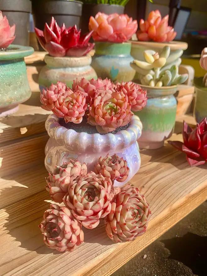Echeveria Ben Badis Rare Live Succulent Plants, Red 4-5 Heads 3" Live Plant, Package Without Pot & Soil, Garden Indoor Office Desk, Wedding Party Baby Shower Decoration, Friend Plant Lovers Gifts by GreenHaven Gardens