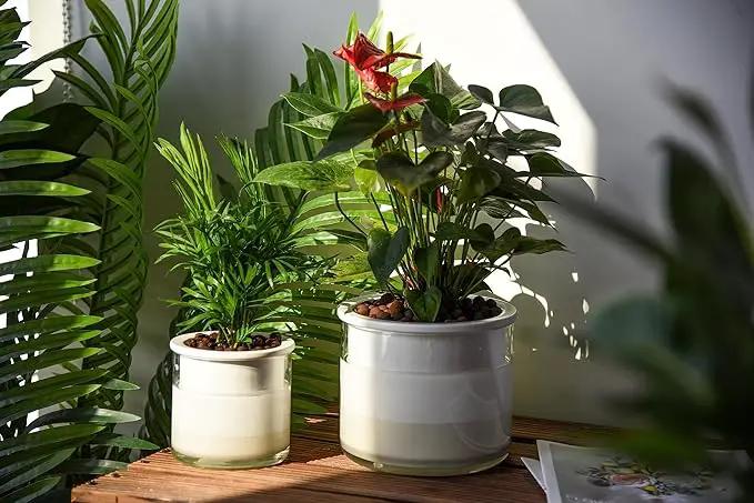 Phoenix Vine 6 Inch 4 Inch Self Watering Planter Pots, Design White Terracotta Pots for Plants, Indoor Cylinder Terra Cotta Pots with Glass Vase Set, 51-B-G-46 by GreenHaven Gardens